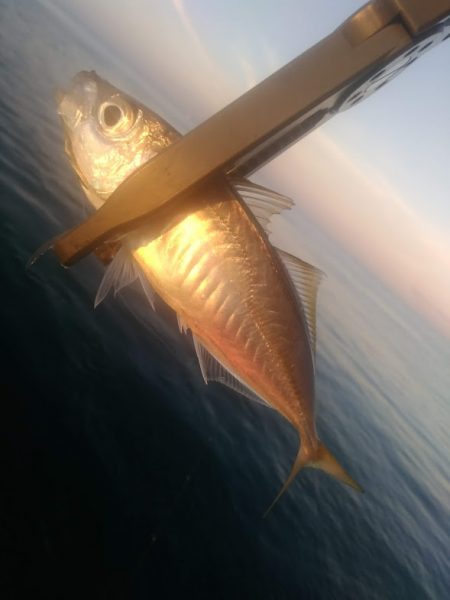 アジング　朝マズメ