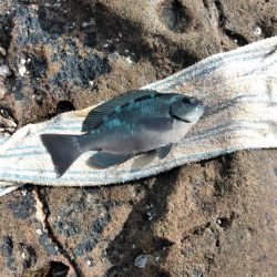 グレ釣れてる・・