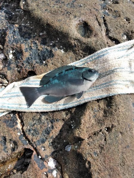 グレ釣れてる・・