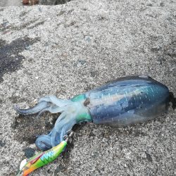 アオリイカ探して