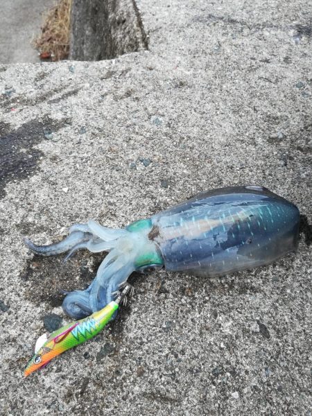 アオリイカ探して