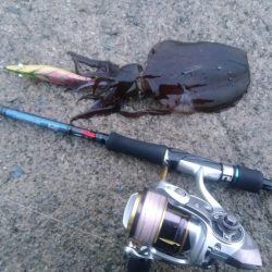 エギング 回遊狙いで良型