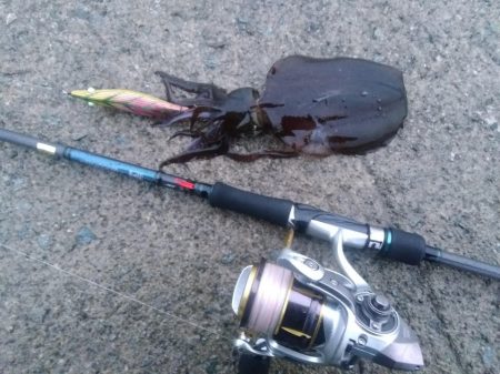 エギング 回遊狙いで良型