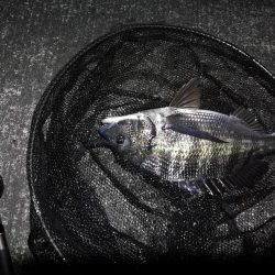 南港へち釣行 （10/20 久々の南港ヘチ釣り 真チヌ47.5cm、キビレチヌ、ガシラ 釣果有り）