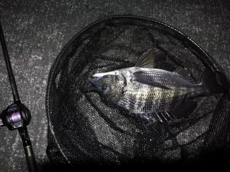 南港へち釣行 （10/20 久々の南港ヘチ釣り 真チヌ47.5cm、キビレチヌ、ガシラ 釣果有り）