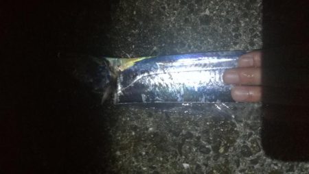 ひさびさのタッチー