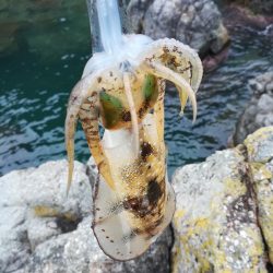 アオリイカ探して