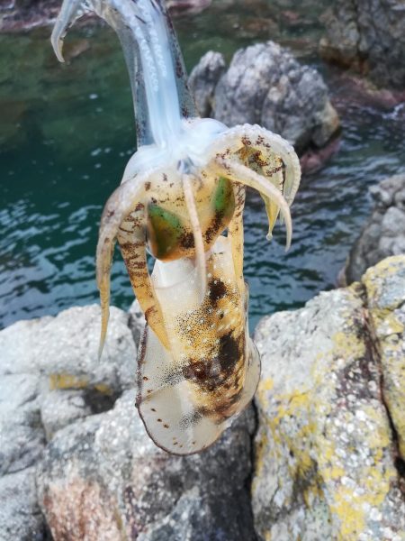 アオリイカ探して