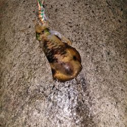 サイズが伸びず