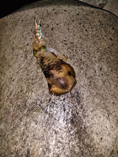 サイズが伸びず