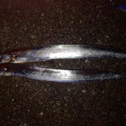 2日続けてのドラゴンタチウオ