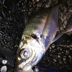 アジ鯵アジ鯵アジ鯵アジ