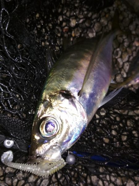 アジ鯵アジ鯵アジ鯵アジ