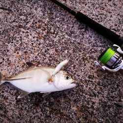 久しぶりの釣果です。