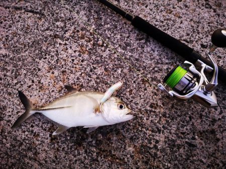 久しぶりの釣果です。