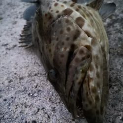 ジャックアイグロッキーでデカミーバイ