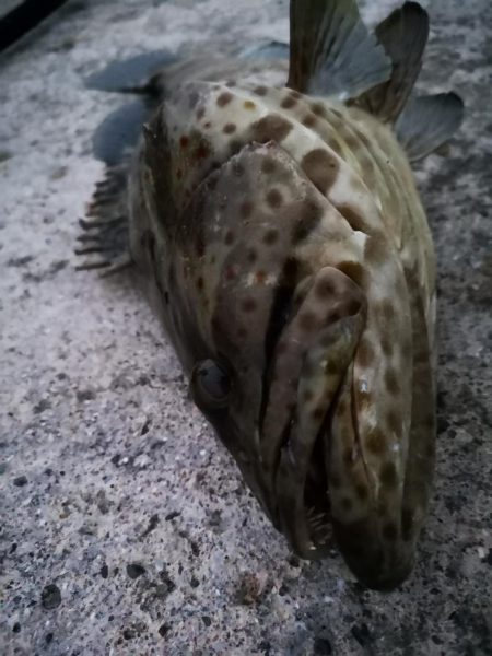 ジャックアイグロッキーでデカミーバイ