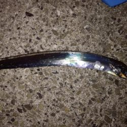 タチウオ 計9本 でもほとんどベルトサイズ しかも1本は尻尾なし