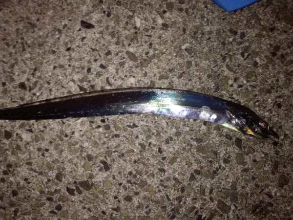 タチウオ 計9本 でもほとんどベルトサイズ しかも1本は尻尾なし