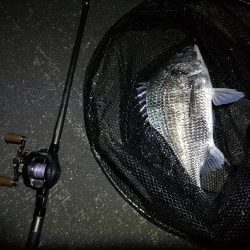 南港へち釣行 （10/24 雨前に南港ヘチ釣り キビレチヌ44cm、真チヌ 釣果有り）