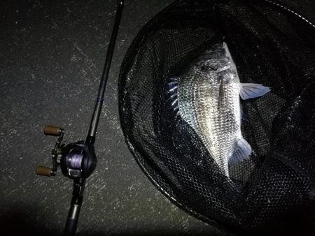 南港へち釣行 （10/24 雨前に南港ヘチ釣り キビレチヌ44cm、真チヌ 釣果有り）