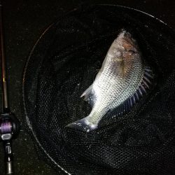 南港へち釣行 （10/26 雨あとの南港ヘチ釣り キビレチヌ42cm、ガシラ、アジ 釣果有り）