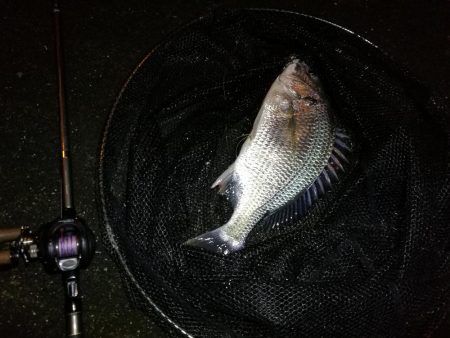 南港へち釣行 （10/26 雨あとの南港ヘチ釣り キビレチヌ42cm、ガシラ、アジ 釣果有り）