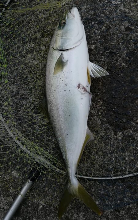 ショアジギングでヤズ42cm