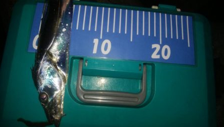 ワインドとアジング