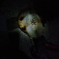 そろそろいいサイズが?