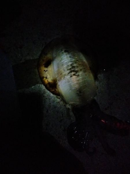 そろそろいいサイズが?