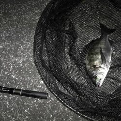 南港へち釣行 (10/27 南港ヘチ釣り 真チヌ30cm、キビレチヌ 釣果有り)