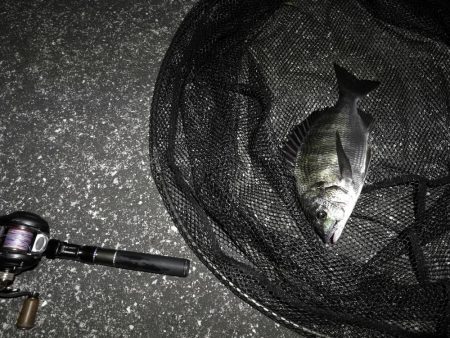 南港へち釣行 (10/27 南港ヘチ釣り 真チヌ30cm、キビレチヌ 釣果有り)