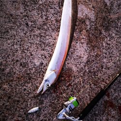 今朝も太刀魚、ジャックアイグロッキー