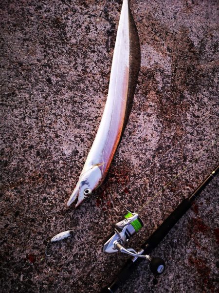 今朝も太刀魚、ジャックアイグロッキー