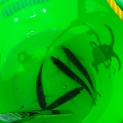 イワシを求めて