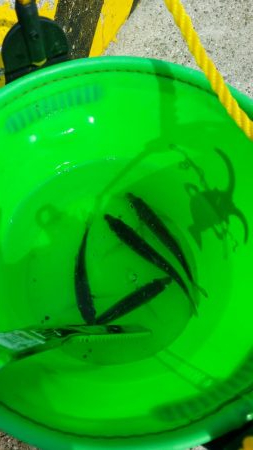 イワシを求めて