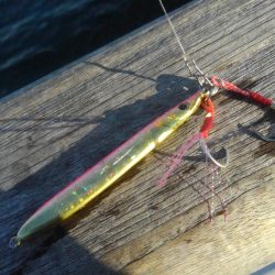 ハマチはどこへ?