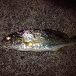 見たこともない魚が？