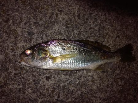 見たこともない魚が？