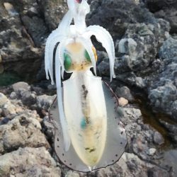 アオリイカ探して