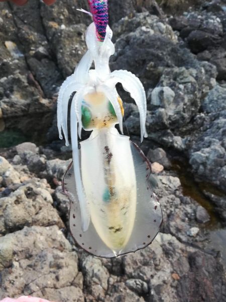 アオリイカ探して