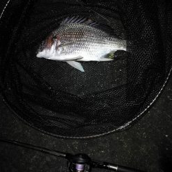 南港へち釣行 （10/30 南港ヘチ釣り キビレチヌ39cm、ガシラ 釣果有り）