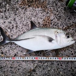 プラグでは無反応、ジャックアイでギンガメアジ