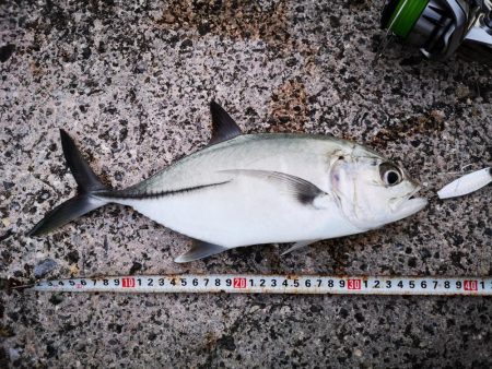 プラグでは無反応、ジャックアイでギンガメアジ