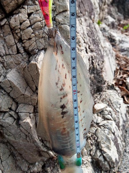 テトラランガン