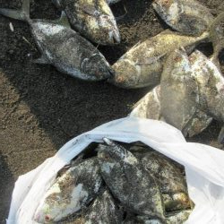 那賀川河口のメッキアジ