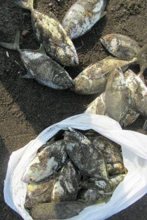 那賀川河口のメッキアジ