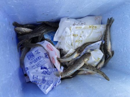 ハゼ釣り吉井川バイパス沿いあたり