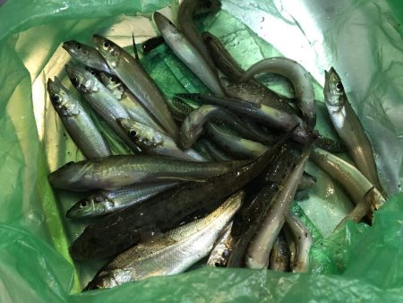 岡山市小串の砂浜でキスとハゼ